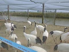 -盐城丹顶鹤湿地生态旅游区