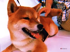 -重庆海昌加勒比海水世界
