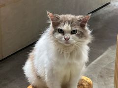 -more than meow吴止猫主题餐厅(承德 中船汇店)