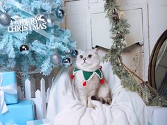 -超宠爱宠物摄影-Super pet