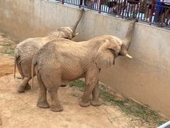 -西霞口神雕山野生动物世界