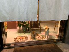 -柴务处·柴犬主题狗咖