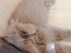 -屋虎猫馆(宝安大仟里店)