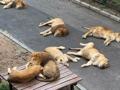 -大连森林动物园