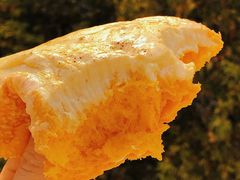 松软不甜的面包体-木子木水日式烫面包(世界城光谷店)