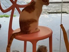 -猫咪派对(江南西店)