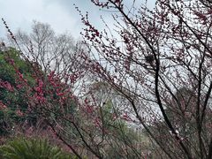 -南山植物园