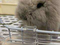 -猫猫幼稚园·撸猫·桌游·电玩