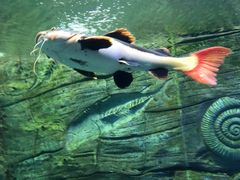 -芜湖新华联大白鲸海洋公园
