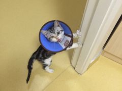 -芭比堂动物医院·犬猫全科·异宠专科(雁塔分院)
