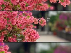 -莲花山公园