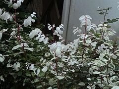 -素咫咖啡CLIFEROSE