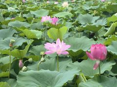 -荷塘月色湿地公园·向阳花洲