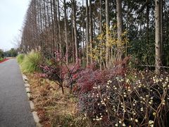 -上海长兴岛郊野公园