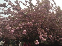 iphone_upload_pic-中科大东区东苑餐厅(天使路店)