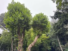 -庐山风景区花径公园