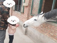 -北京群众马术培训基地