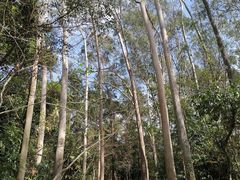 -田心森林公园