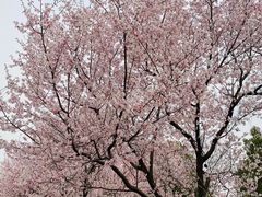 -顾村公园
