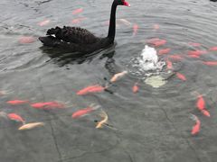 -行者书屋大堂吧 ·下午茶(南京圣和府邸酒店)