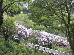 -梧桐山风景名胜区