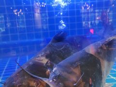 -蛙一刀·麻椒鱼火锅(金仙桥店)