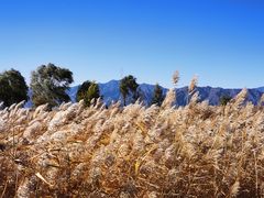 -野鸭湖国家湿地公园