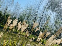 -合肥滨湖国家森林公园