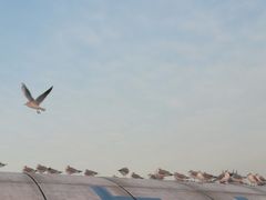 -台场海滨公园船码头