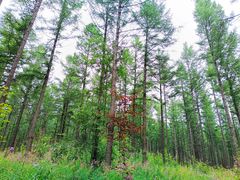 -塞罕坝国家级自然保护区