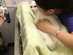 -凯特喵百思猫专科医院