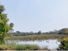 -大湾区中央湿地公园