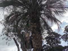-墨尔本皇家植物园