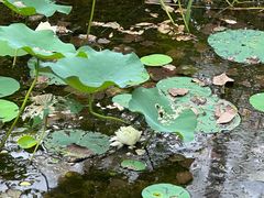 -合肥滨湖国家森林公园