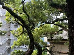 -香港大学