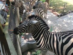 -深圳野生动物园