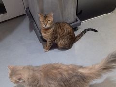 -琪喵猫屋·撸猫猫咖·猫舍