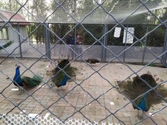 -长白岛森林公园