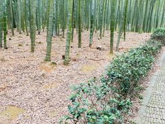 -大奇山国家森林公园