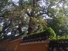 -普陀山风景名胜区-法雨禅寺