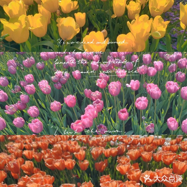 🌷园博苑•荷兰园郁金香•异域风情🌷