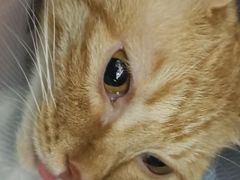 -佳怡动物医院·平价24小时·猫专科骨外科