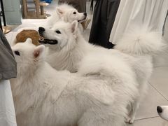-安格丽娜·狗咖·猫咖羊驼咖(春熙路百盛商场店)