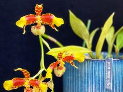 -国家植物园南园