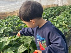 -小鱼草莓采摘园农家乐·小鱼餐厅
