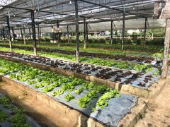 -Ohkajhu Organic Farm Sansai