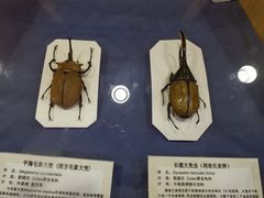 -上海大自然野生昆虫馆(东方明珠·爬宠昆虫探索中心)