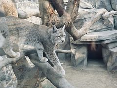 -青藏高原野生动物园