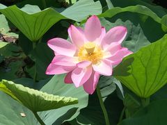 -好利来(北顺城路店)