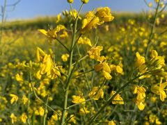 -光明小镇欢乐田园